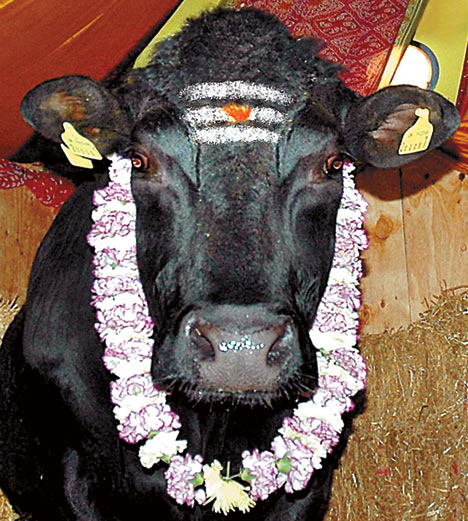 Sacred Hindu Cow