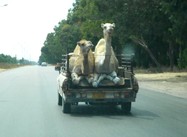 Hitchhiking Camels, Libya (Photo)