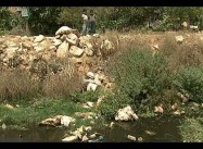 Israeli Taliban Torch Palestinian Girls’ School, Destroy Olive Trees