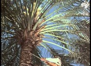 Color Video of Progress in 1950s Iraq before the US Got involved in It