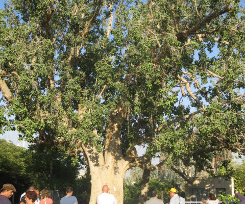 Israeli Mayor Forbids Christmas Trees in part of Nazareth; Christian Tourism Boom Fuels Hopes for Palestinian State