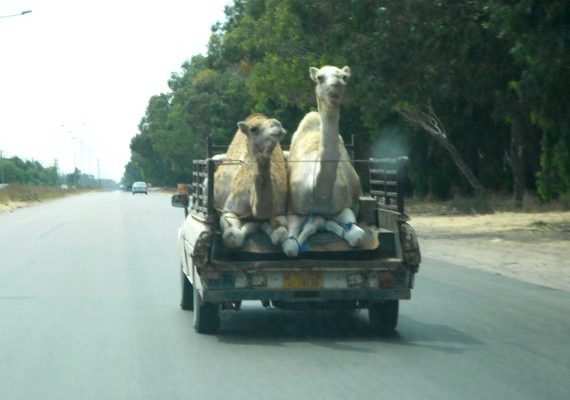 Hitchhiking Camels, Libya (Photo)