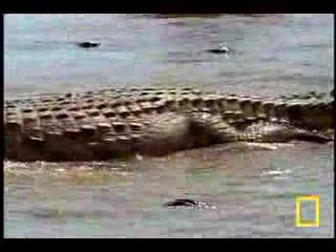 Video of the Day: The Nile Crocodile v. Wildebeest