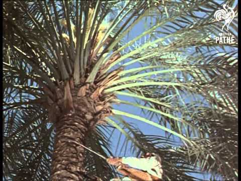 Color Video of Progress in 1950s Iraq before the US Got involved in It