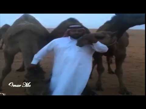 Some Saudis Kiss their Camels to defy Gov’t MERS Warning