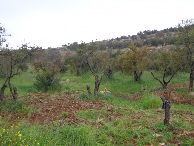 olive-trees-and-gaza-019-629x472