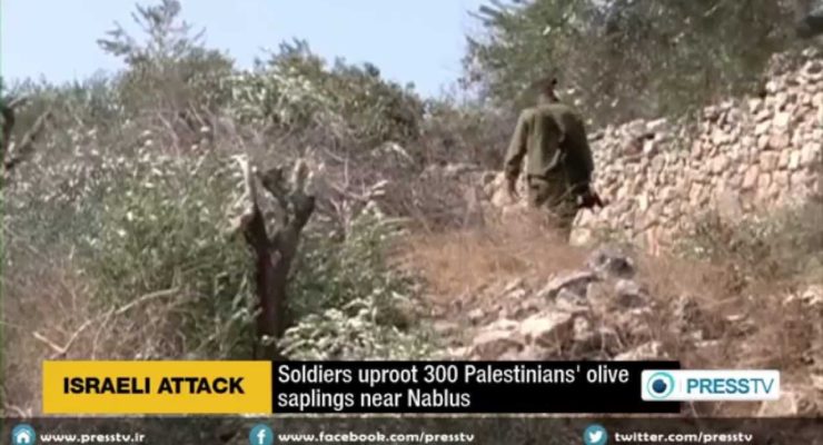 Illegal Israeli Squatters uproot hundreds of Palestinian olive trees near Hebron