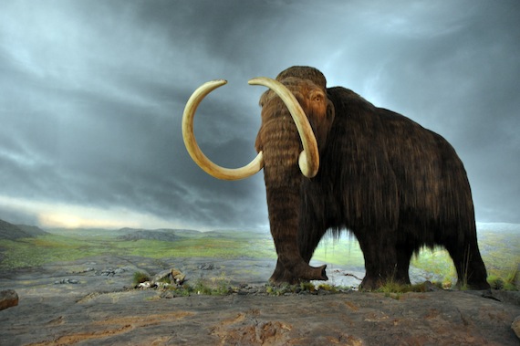 Climate Change Dunnit:  The Case of the missing Woolly Mammoths