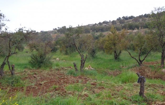 Israeli Squatters’ Environmental Terrorism Cripples Palestinian Farmers