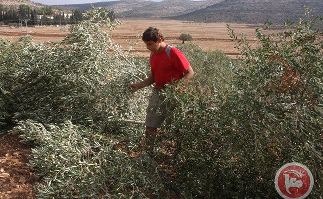 Israeli squatter saboteurs cut down 18 Palestinian trees near Bethlehem