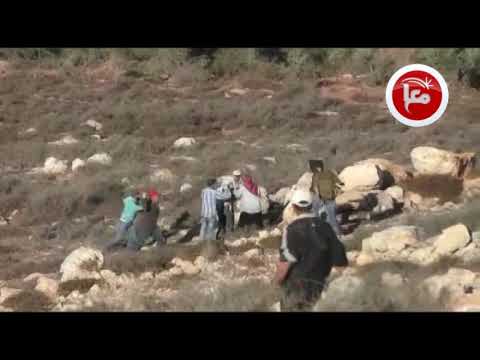 Israeli settlers attack Palestinians picking olives near Nablus: Caught on Film