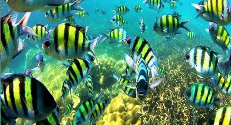 Oceanic Genocide: Marine Heatwaves Hotter, Lasting Longer, and More Lethal