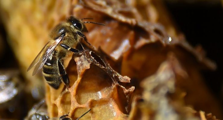 No Insects, No Food: Pesticides, Deforestation have Caused Largest Extinction Event since Die-off of Dinosaurs