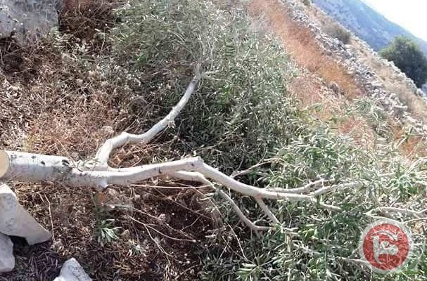 Israeli Squatters Uproot Dozens of Olive Trees in Palestinian Nablus