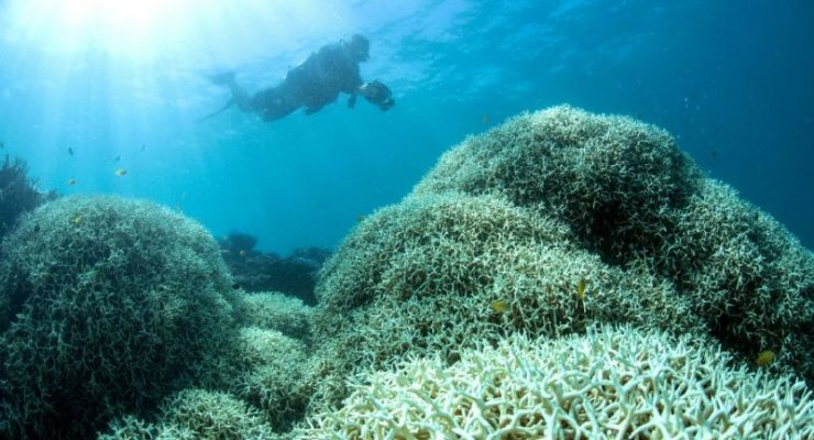 Ocean Heatwaves already Devastating Marine Life, with Fisheries in Danger