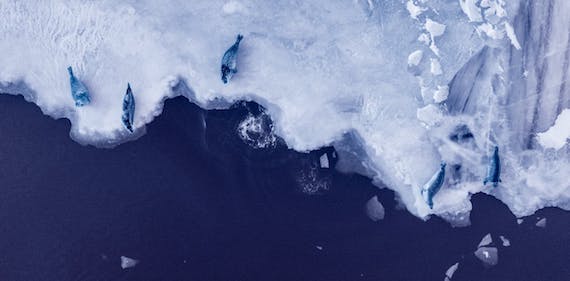 If Global Heating Exceeds 3.6° F., Antarctica’s Melt could Raise Seas 60 Feet over Time