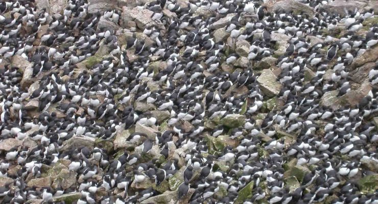 Hot Blob: Worst Ocean Heatwave on Record just Killed 1 Million Seabirds in N. Pacific