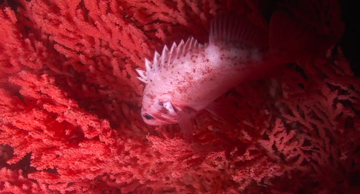 Threat to Sea Life: Scientists find 1.9 mn. pieces of Microplastic from our Clothing on 3 Sq. ft. of Deep Ocean Floor