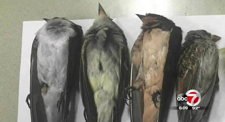 Whodunnit?:  Hundreds of Thousands of Birds fell out of the Sky in Southwest  and now we Know Why