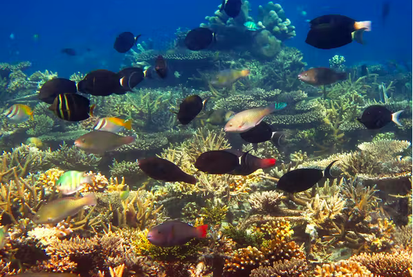 If We heat the World 1.5°C (2.7° F.), Essential Coral Reefs are all but Doomed