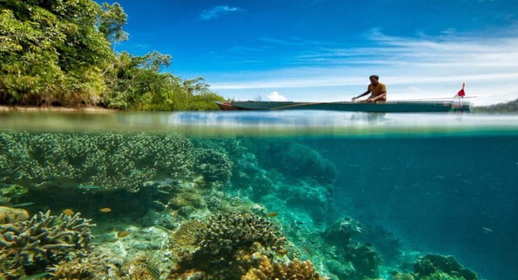 Nine out of 10 marine Species could disappear by 2100, Scientists warn