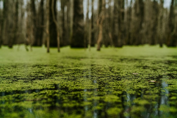 Microplastics Hinder Plants’ Photosynthesis, threatening Massive Crop and Seafood Losses