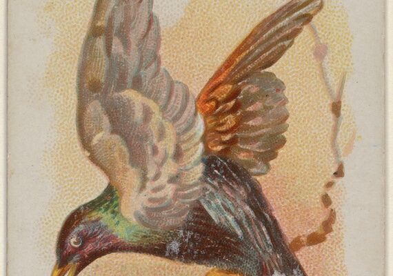 “The Bird is on the Wing”: FitzGerald’s Rubáiyát of Omar Khayyám 1:7